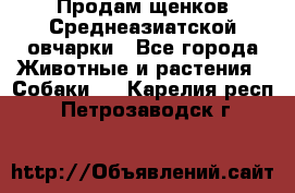 Продам щенков Среднеазиатской овчарки - Все города Животные и растения » Собаки   . Карелия респ.,Петрозаводск г.